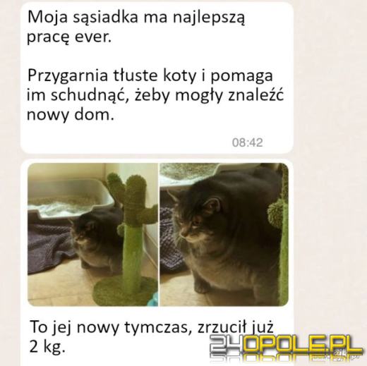 Międzynarodowy Dzień Kota. Dlaczego wciąż nas fascynują?Zobacz memy
