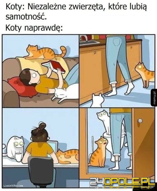 Międzynarodowy Dzień Kota. Dlaczego wciąż nas fascynują?Zobacz memy