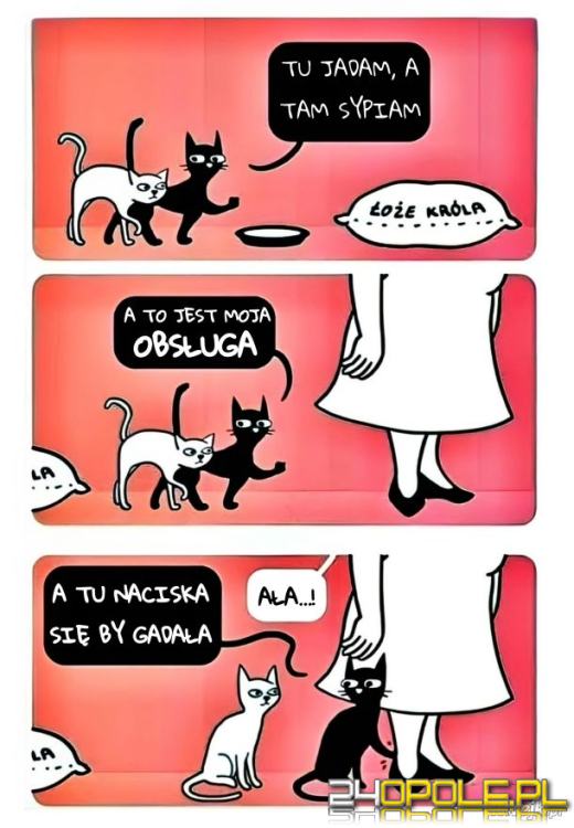 Międzynarodowy Dzień Kota. Dlaczego wciąż nas fascynują?Zobacz memy