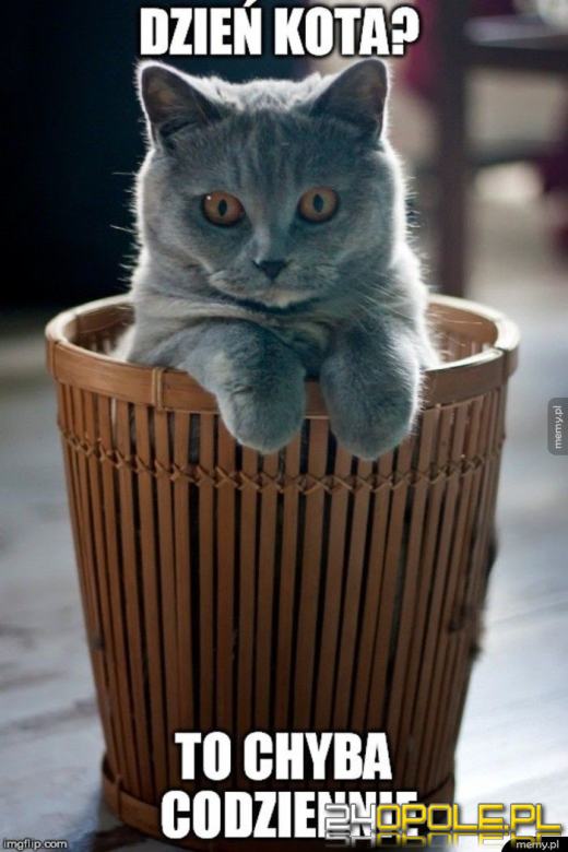 Międzynarodowy Dzień Kota. Dlaczego wciąż nas fascynują?Zobacz memy