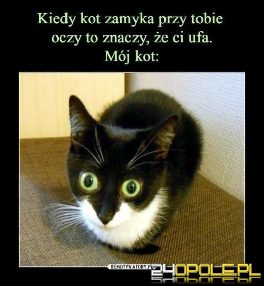 Międzynarodowy Dzień Kota. Dlaczego wciąż nas fascynują?Zobacz memy