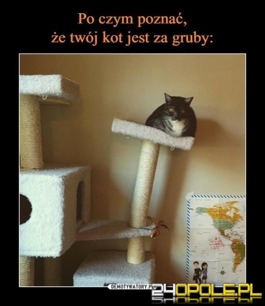 Międzynarodowy Dzień Kota. Dlaczego wciąż nas fascynują?Zobacz memy