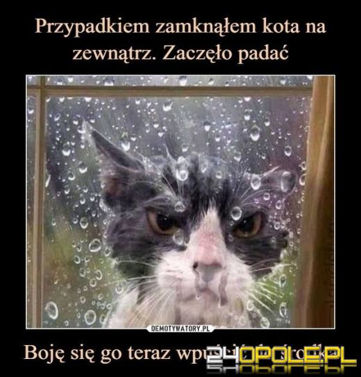 Międzynarodowy Dzień Kota. Dlaczego wciąż nas fascynują?Zobacz memy