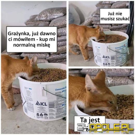 Międzynarodowy Dzień Kota. Dlaczego wciąż nas fascynują?Zobacz memy