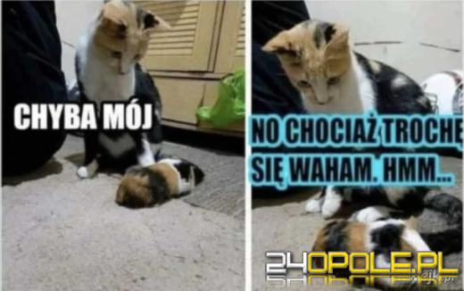 Międzynarodowy Dzień Kota. Dlaczego wciąż nas fascynują?Zobacz memy