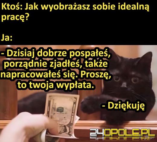 Międzynarodowy Dzień Kota. Dlaczego wciąż nas fascynują?Zobacz memy