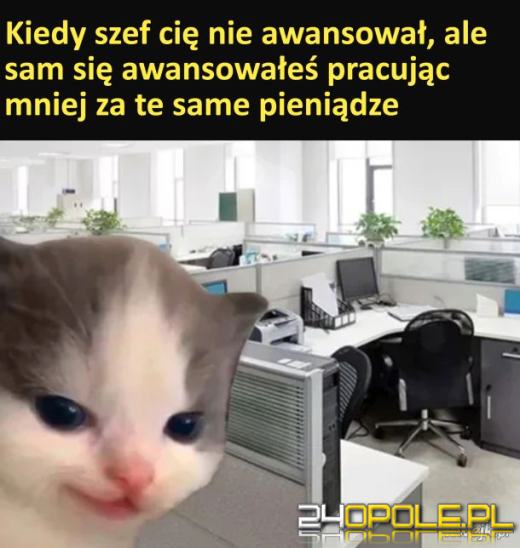 Międzynarodowy Dzień Kota. Dlaczego wciąż nas fascynują?Zobacz memy