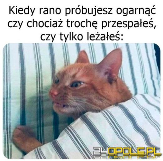 Międzynarodowy Dzień Kota. Dlaczego wciąż nas fascynują?Zobacz memy