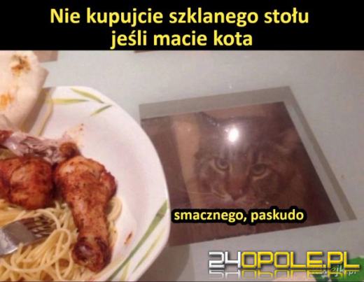 Międzynarodowy Dzień Kota. Dlaczego wciąż nas fascynują?Zobacz memy