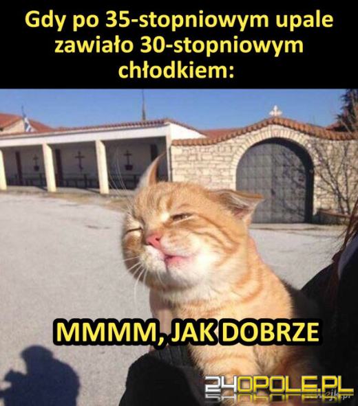 Międzynarodowy Dzień Kota. Dlaczego wciąż nas fascynują?Zobacz memy