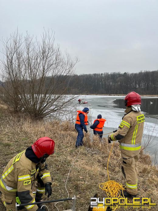 Grypa ptaków w gminie Niemodlin. HPAI potwierdzone u łabędzi