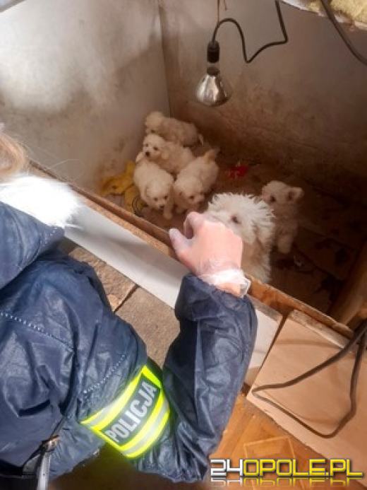 Nie bądź częścią tego procederu. Uważaj na "okazyjne" ogłoszenia ze szczeniakami