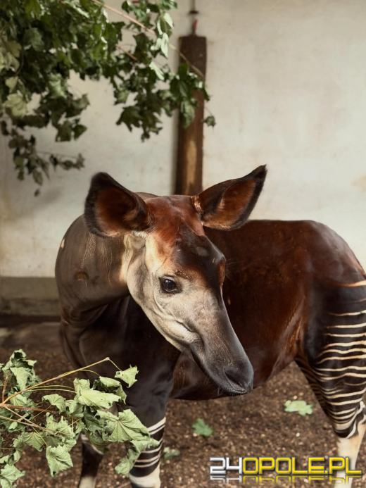 Nowa mieszkanka opolskiego zoo. To efekt wieloletnich starań