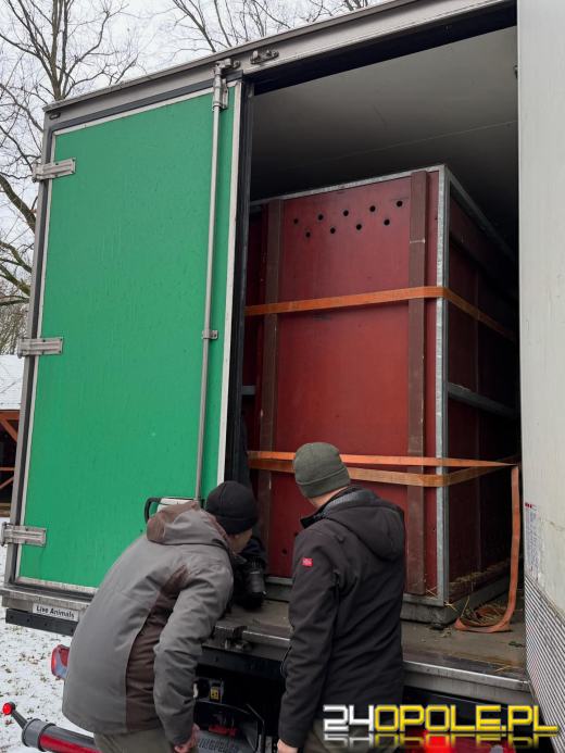 Nowa mieszkanka opolskiego zoo. To efekt wieloletnich starań