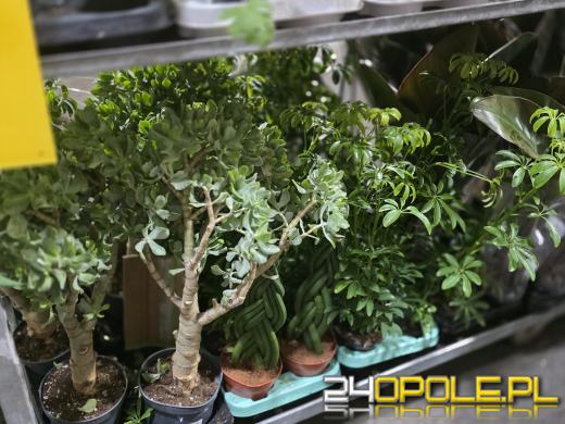 Festiwal Roślin ponownie w Opolu. Dwudniowe wydarzenie w Toyota Park