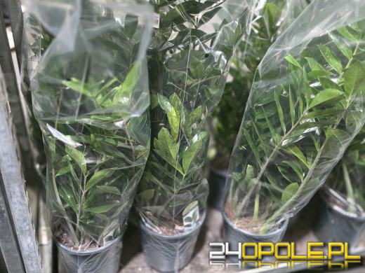 Festiwal Roślin ponownie w Opolu. Dwudniowe wydarzenie w Toyota Park