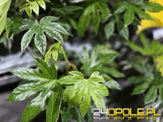 Festiwal Roślin ponownie w Opolu. Dwudniowe wydarzenie w Toyota Park