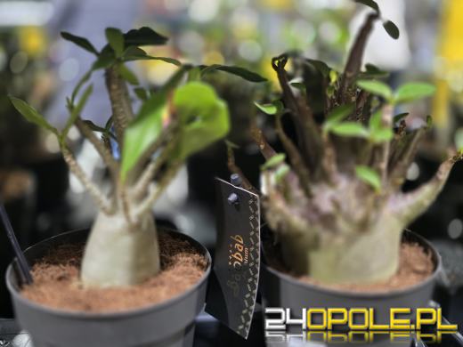 Festiwal Roślin ponownie w Opolu. Dwudniowe wydarzenie w Toyota Park