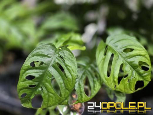 Festiwal Roślin ponownie w Opolu. Dwudniowe wydarzenie w Toyota Park