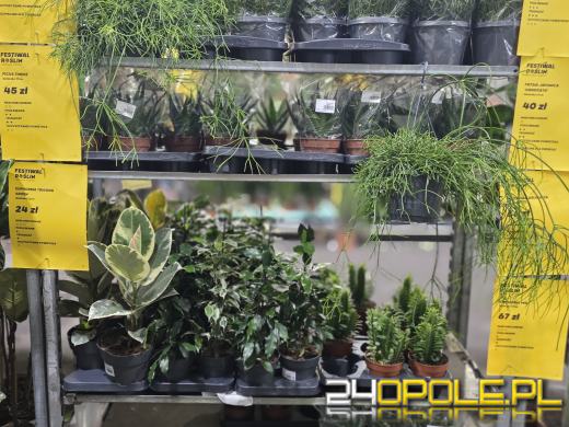 Festiwal Roślin ponownie w Opolu. Dwudniowe wydarzenie w Toyota Park