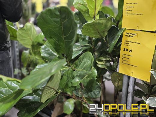 Festiwal Roślin ponownie w Opolu. Dwudniowe wydarzenie w Toyota Park