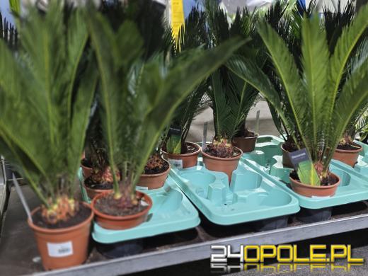 Festiwal Roślin ponownie w Opolu. Dwudniowe wydarzenie w Toyota Park