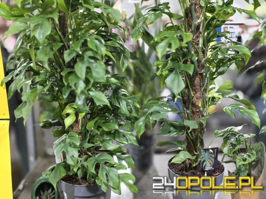 Festiwal Roślin ponownie w Opolu. Dwudniowe wydarzenie w Toyota Park