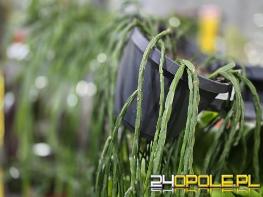 Festiwal Roślin ponownie w Opolu. Dwudniowe wydarzenie w Toyota Park