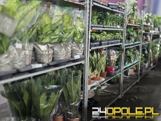 Festiwal Roślin ponownie w Opolu. Dwudniowe wydarzenie w Toyota Park