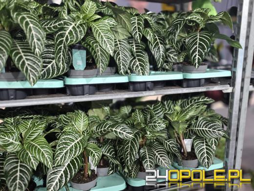 Festiwal Roślin ponownie w Opolu. Dwudniowe wydarzenie w Toyota Park