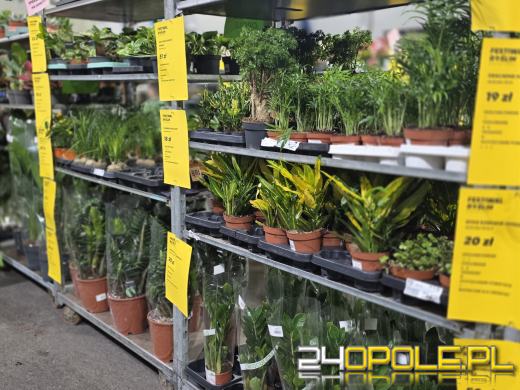 Festiwal Roślin ponownie w Opolu. Dwudniowe wydarzenie w Toyota Park