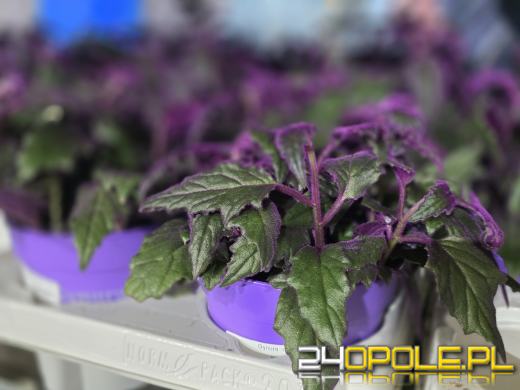 Festiwal Roślin ponownie w Opolu. Dwudniowe wydarzenie w Toyota Park