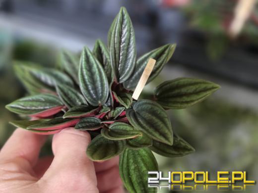 Festiwal Roślin ponownie w Opolu. Dwudniowe wydarzenie w Toyota Park