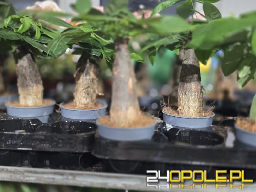 Festiwal Roślin ponownie w Opolu. Dwudniowe wydarzenie w Toyota Park