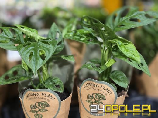 Festiwal Roślin ponownie w Opolu. Dwudniowe wydarzenie w Toyota Park