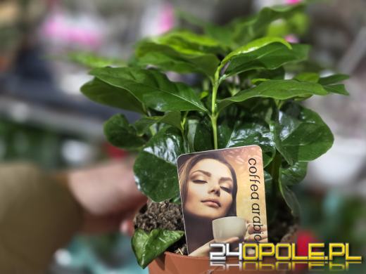 Festiwal Roślin ponownie w Opolu. Dwudniowe wydarzenie w Toyota Park