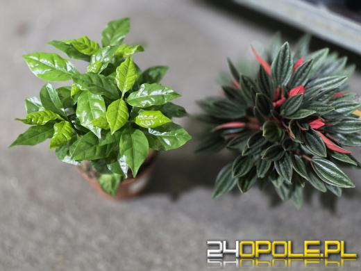 Festiwal Roślin ponownie w Opolu. Dwudniowe wydarzenie w Toyota Park