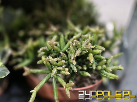 Festiwal Roślin ponownie w Opolu. Dwudniowe wydarzenie w Toyota Park