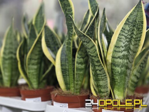 Festiwal Roślin ponownie w Opolu. Dwudniowe wydarzenie w Toyota Park