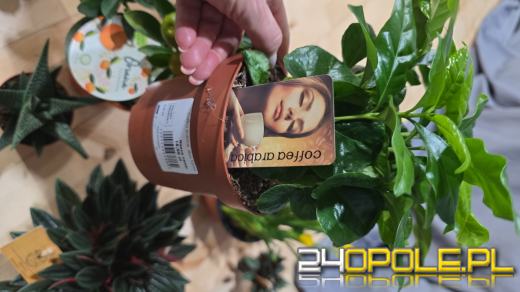 Festiwal Roślin ponownie w Opolu. Dwudniowe wydarzenie w Toyota Park