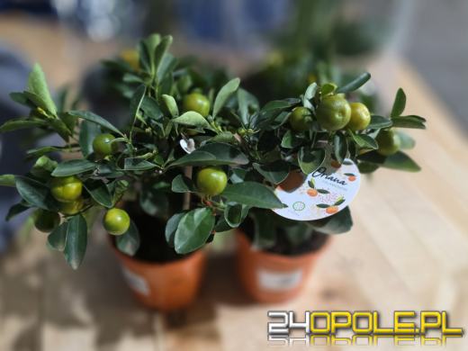 Festiwal Roślin ponownie w Opolu. Dwudniowe wydarzenie w Toyota Park