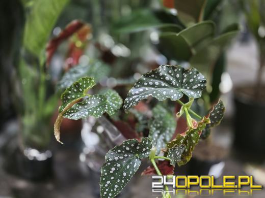 Festiwal Roślin ponownie w Opolu. Dwudniowe wydarzenie w Toyota Park