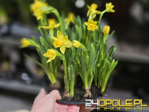 Festiwal Roślin ponownie w Opolu. Dwudniowe wydarzenie w Toyota Park