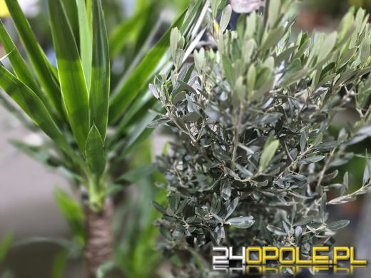 Festiwal Roślin ponownie w Opolu. Dwudniowe wydarzenie w Toyota Park