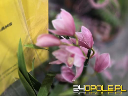 Festiwal Roślin ponownie w Opolu. Dwudniowe wydarzenie w Toyota Park