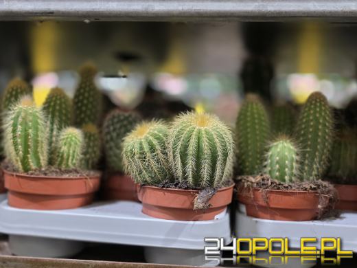 Festiwal Roślin ponownie w Opolu. Dwudniowe wydarzenie w Toyota Park