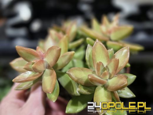 Festiwal Roślin ponownie w Opolu. Dwudniowe wydarzenie w Toyota Park