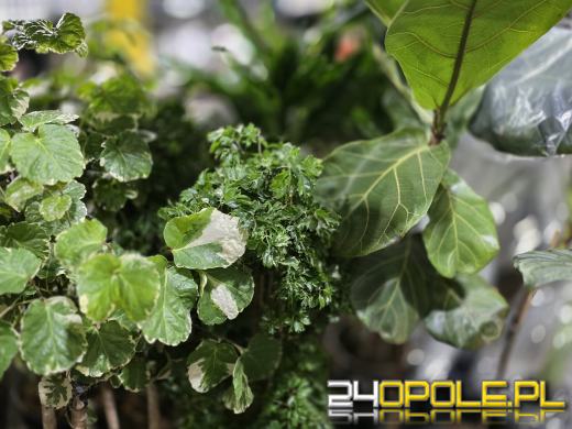 Festiwal Roślin ponownie w Opolu. Dwudniowe wydarzenie w Toyota Park