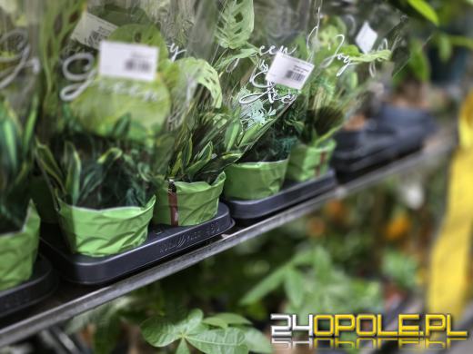 Festiwal Roślin ponownie w Opolu. Dwudniowe wydarzenie w Toyota Park