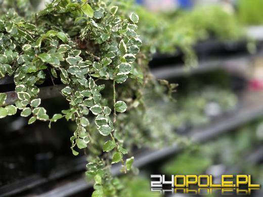 Festiwal Roślin ponownie w Opolu. Dwudniowe wydarzenie w Toyota Park